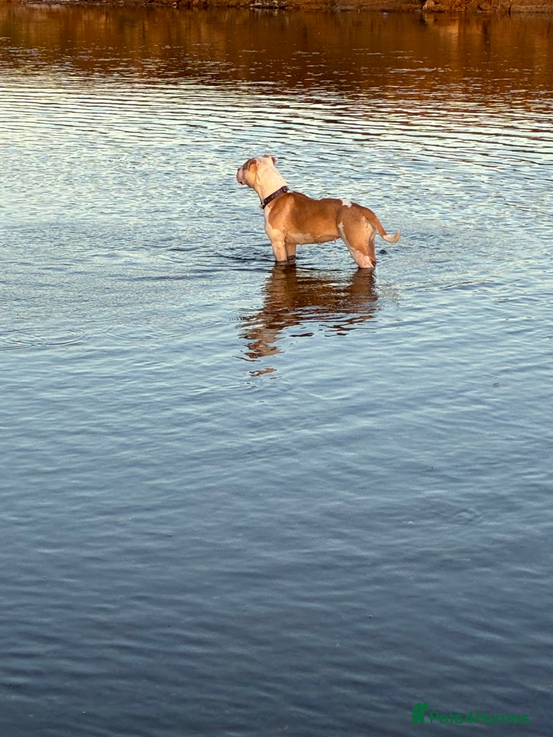 Mixed Breed dogs for sale: Staffordshire bull terrier  - Advert 6