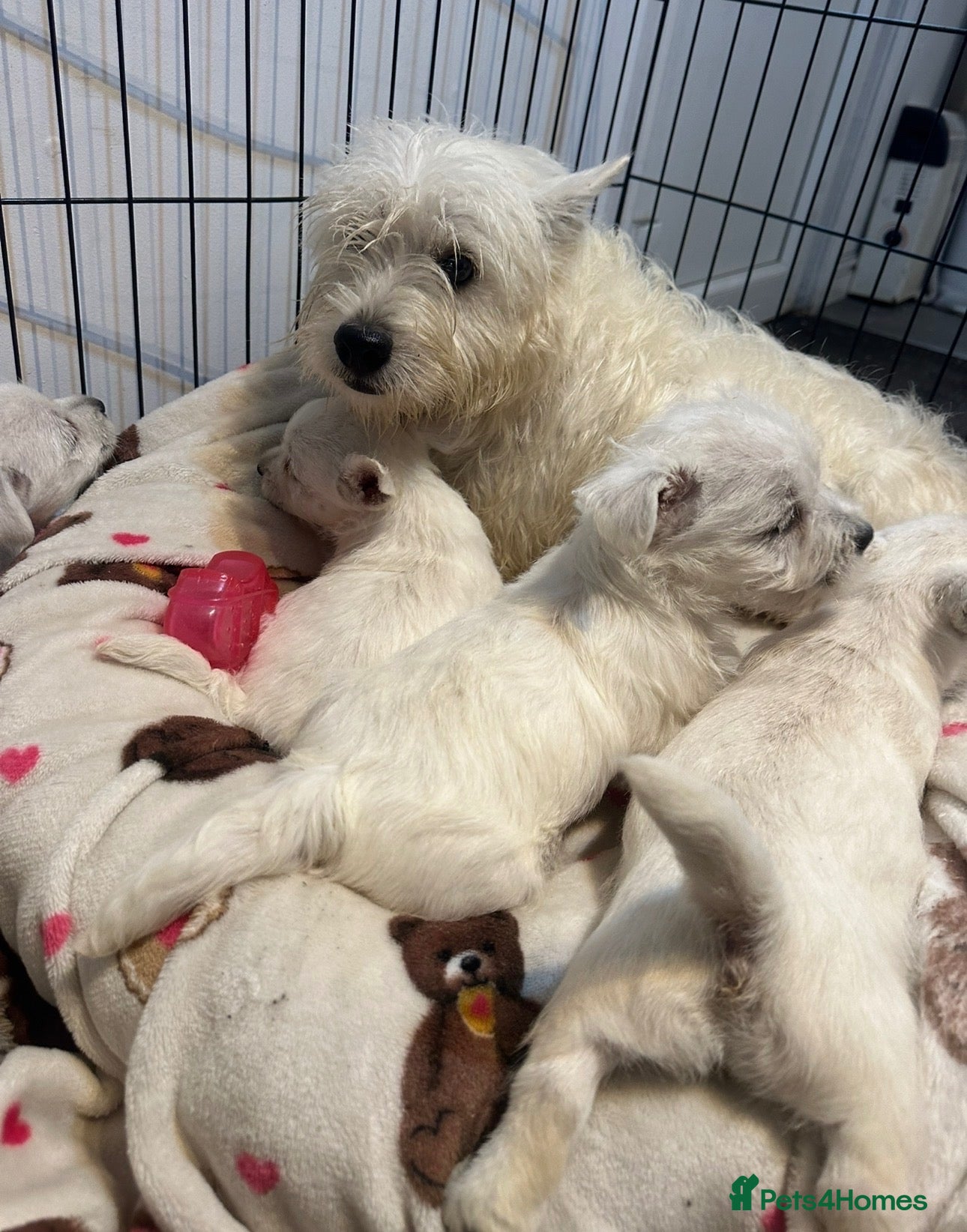 West Highland Terrier dogs West Highland Terrier Puppies  - Advert 1
