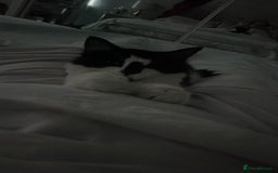Mixed Breed cats for sale: Male cat - Image 1