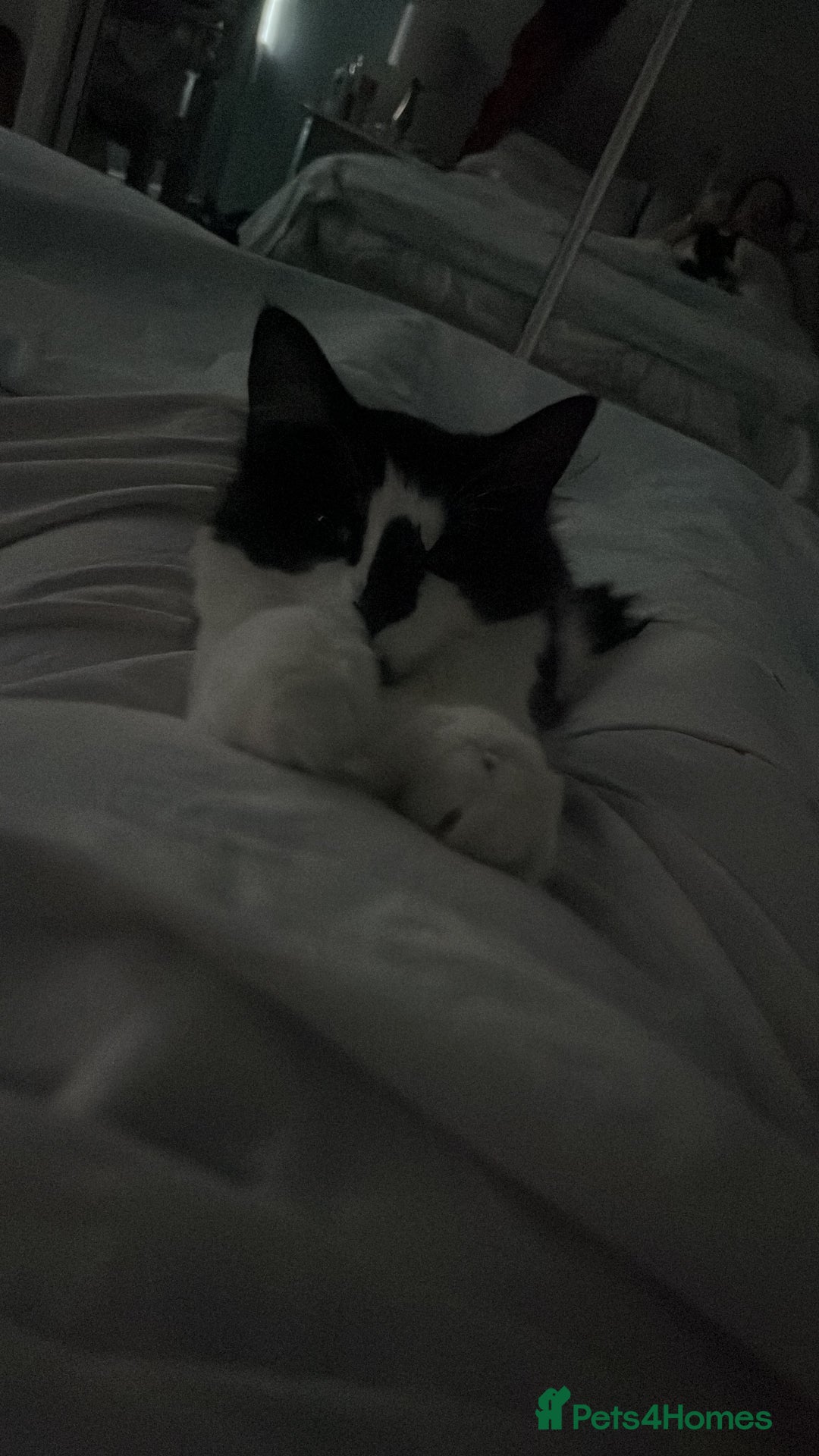 Mixed Breed cats for sale: Male cat - Image 1