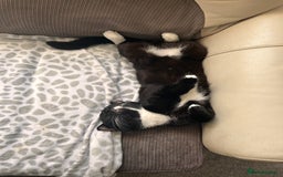 British Shorthair cats for sale: Two male 1 year olds  - Image 3