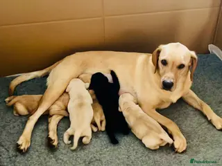 Labrador Retriever dogs KC registered Labrador Retriever puppies - Advert 15