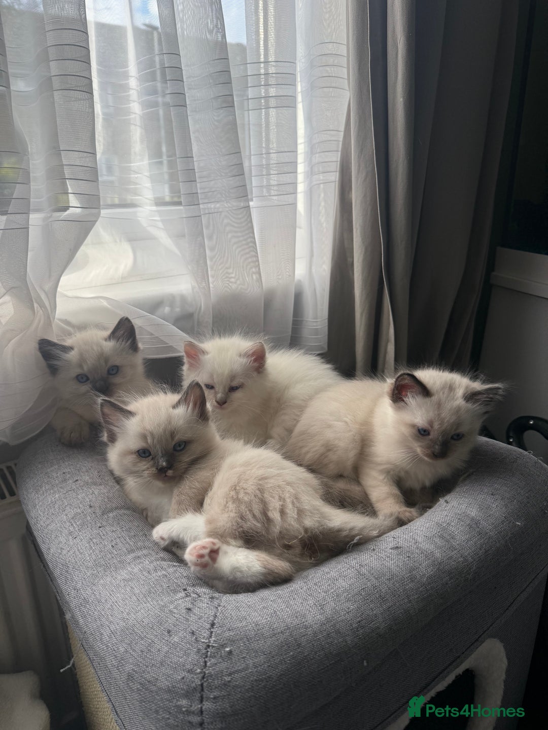 Ragdoll cats for sale: Ragdoll one boy and one girl left - Advert 7
