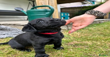 Labrador Retriever dogs - Advert 16