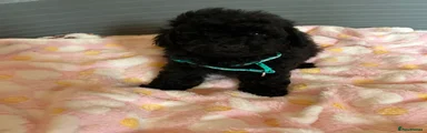 Toy Poodle 4