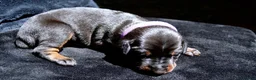 Dobermann dogs for sale: 4 Beautiful Doberman Puppies - Advert 8