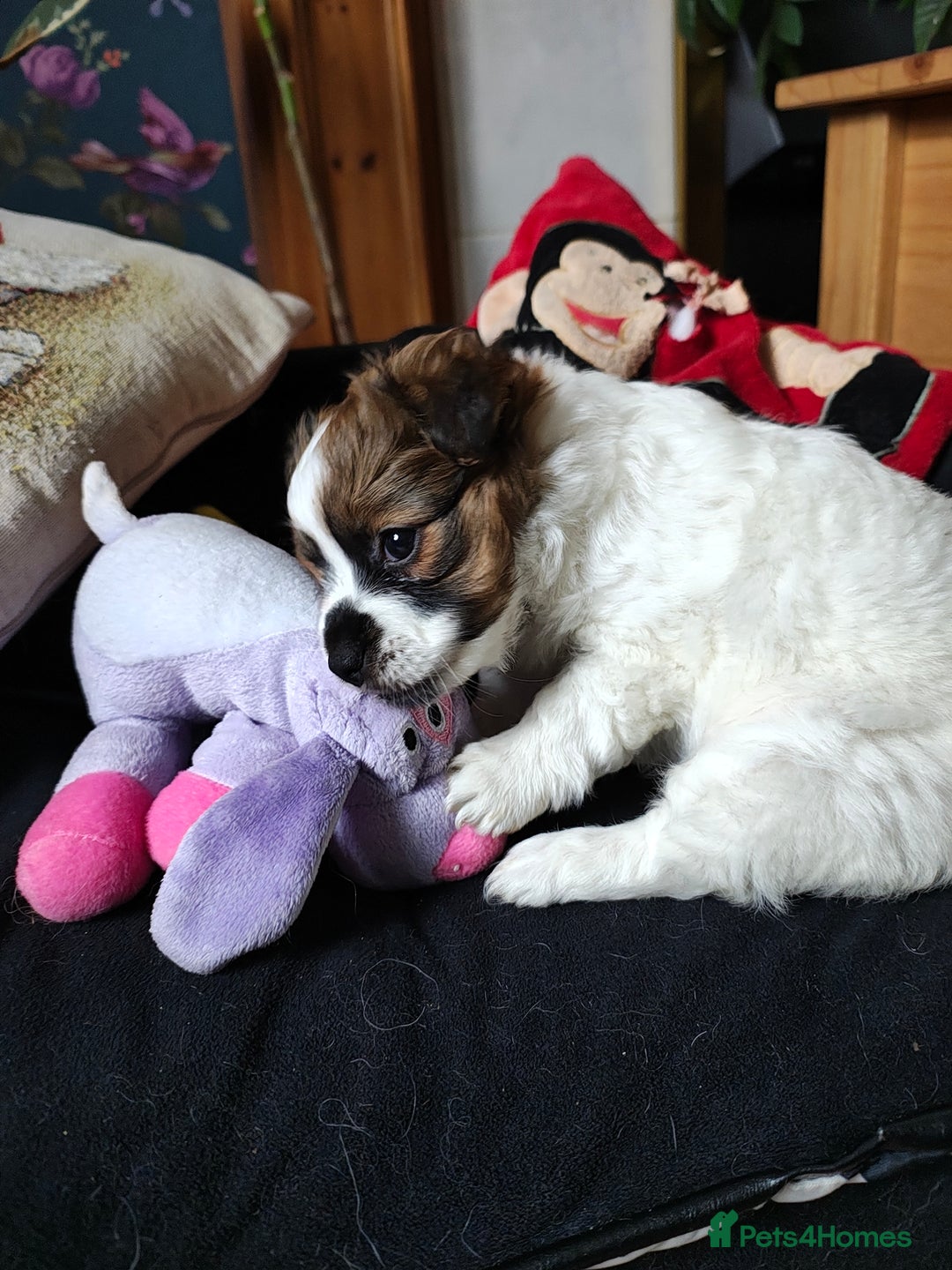 Mixed Breed dogs for sale: JACK RUSSEL X PUPPY ONLY 1 Female - Advert 6