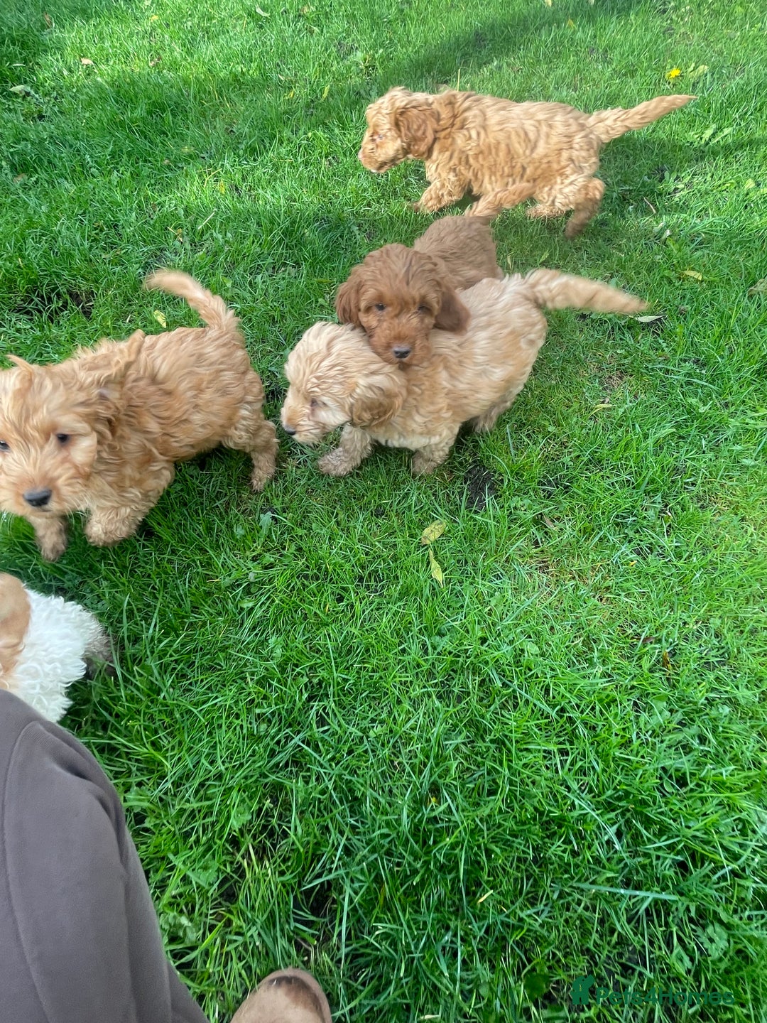 Cockapoo dogs for sale: Red Cockapoo puppies for sale - Image 9