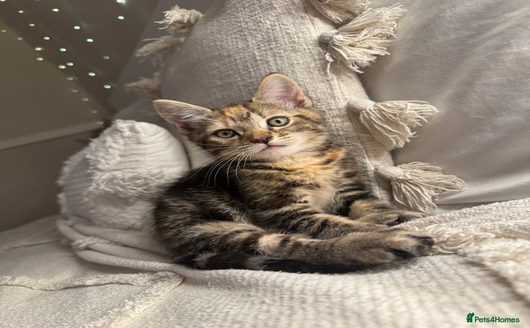 British Shorthair cats - Advert 11