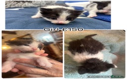Mixed Breed cats for sale: 4 gorgeous kittens for sale - Advert 1