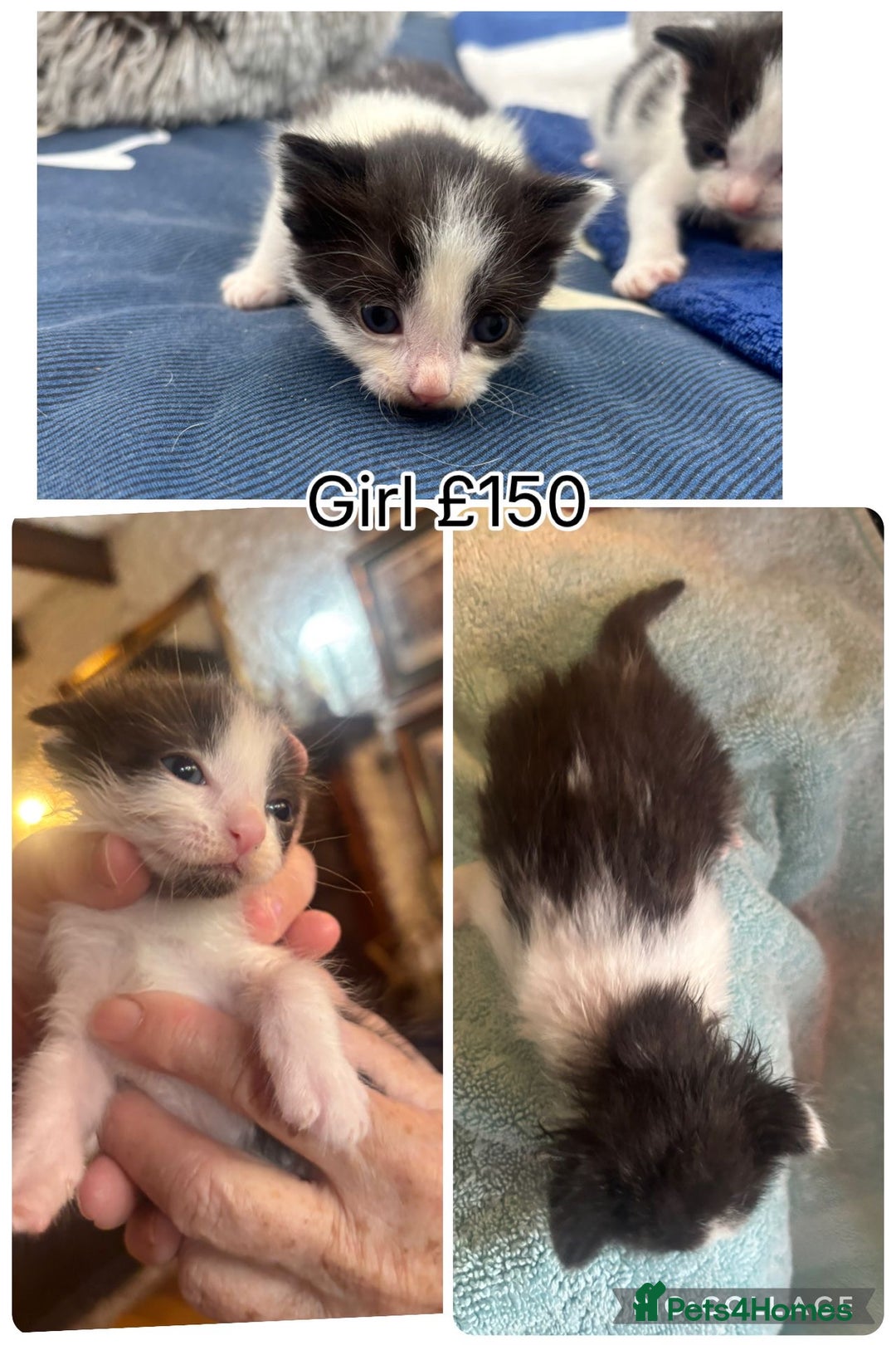 Mixed Breed cats for sale: 4 gorgeous kittens for sale - Advert 1