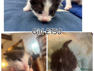 Mixed Breed cats for sale: 4 gorgeous kittens for sale - Advert 1