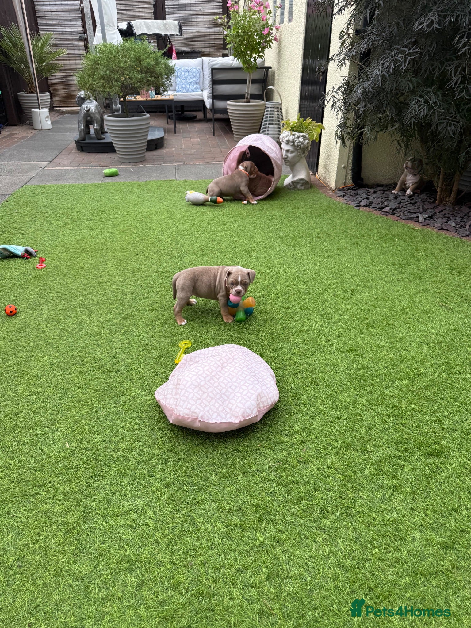 Olde English Bulldogge dogs Olde English Bulldogge, Mix Colours & Fluffy Gene - Advert 2