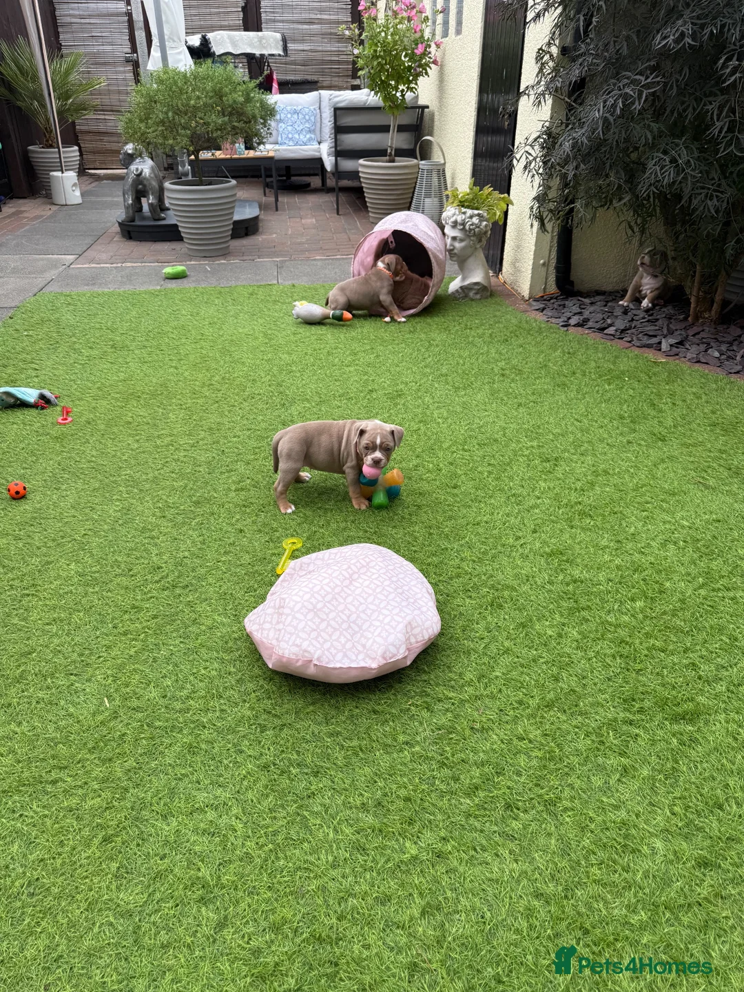 Olde English Bulldogge dogs for sale: Olde English Bulldogge, Mix Colours & Fluffy Gene - Advert 2