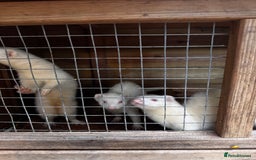 Ferret rodents for sale: 3 working jills all white  - Image 2
