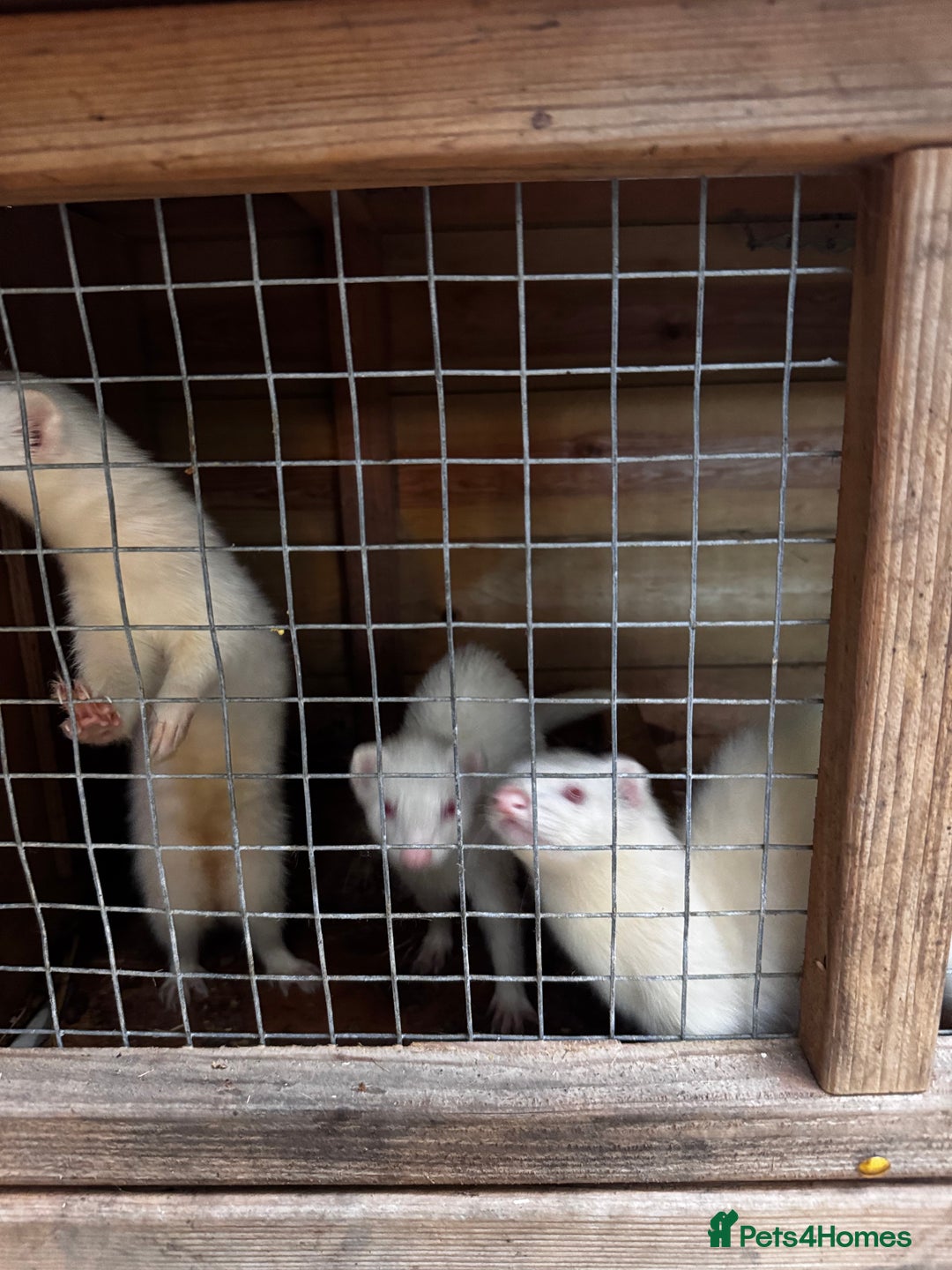 Ferret rodents for sale: 3 working jills all white  - Image 2