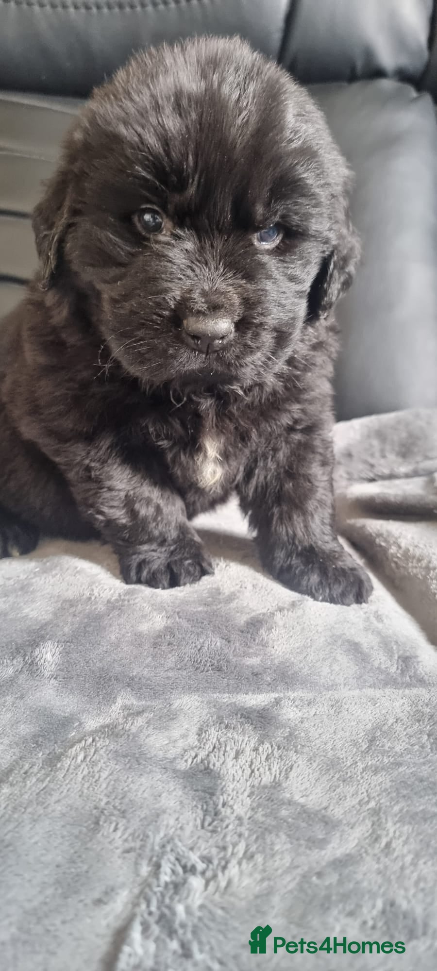 Newfoundland dogs Newfoundland pups for sale - Advert 3