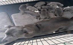 Staffordshire Bull Terrier dogs for sale: Outstanding litter of KC blue Staffordshire pups❤️ - Image 1