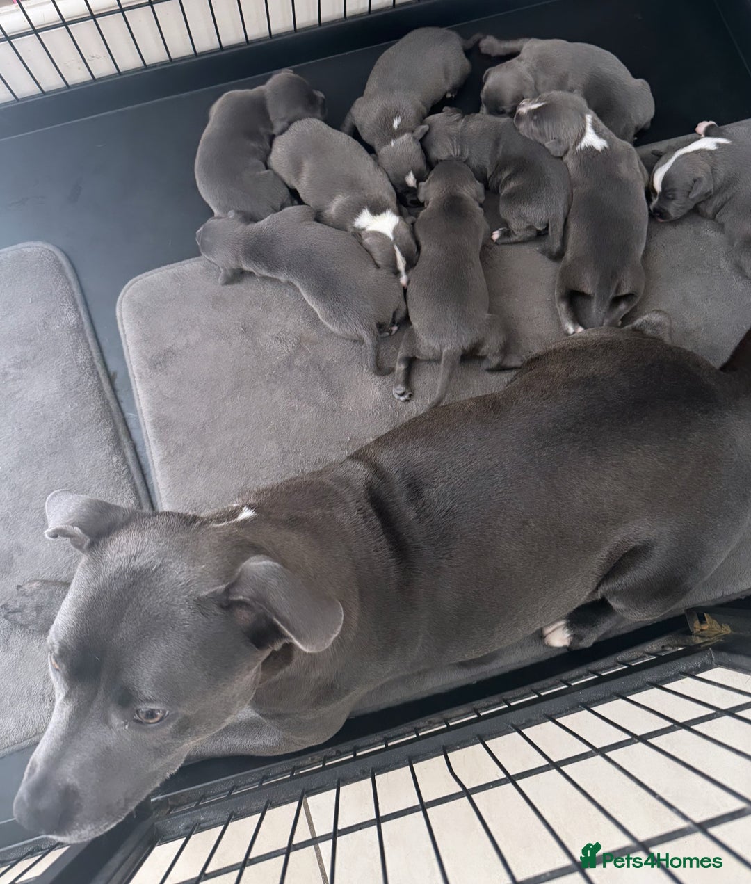 Staffordshire Bull Terrier dogs for sale: Outstanding litter of KC blue Staffordshire pups❤️ - Image 1