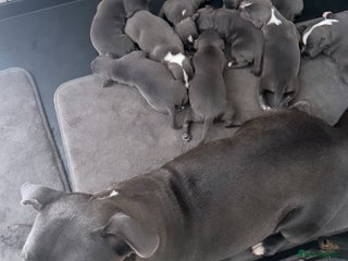 Staffordshire Bull Terrier dogs - Advert 6