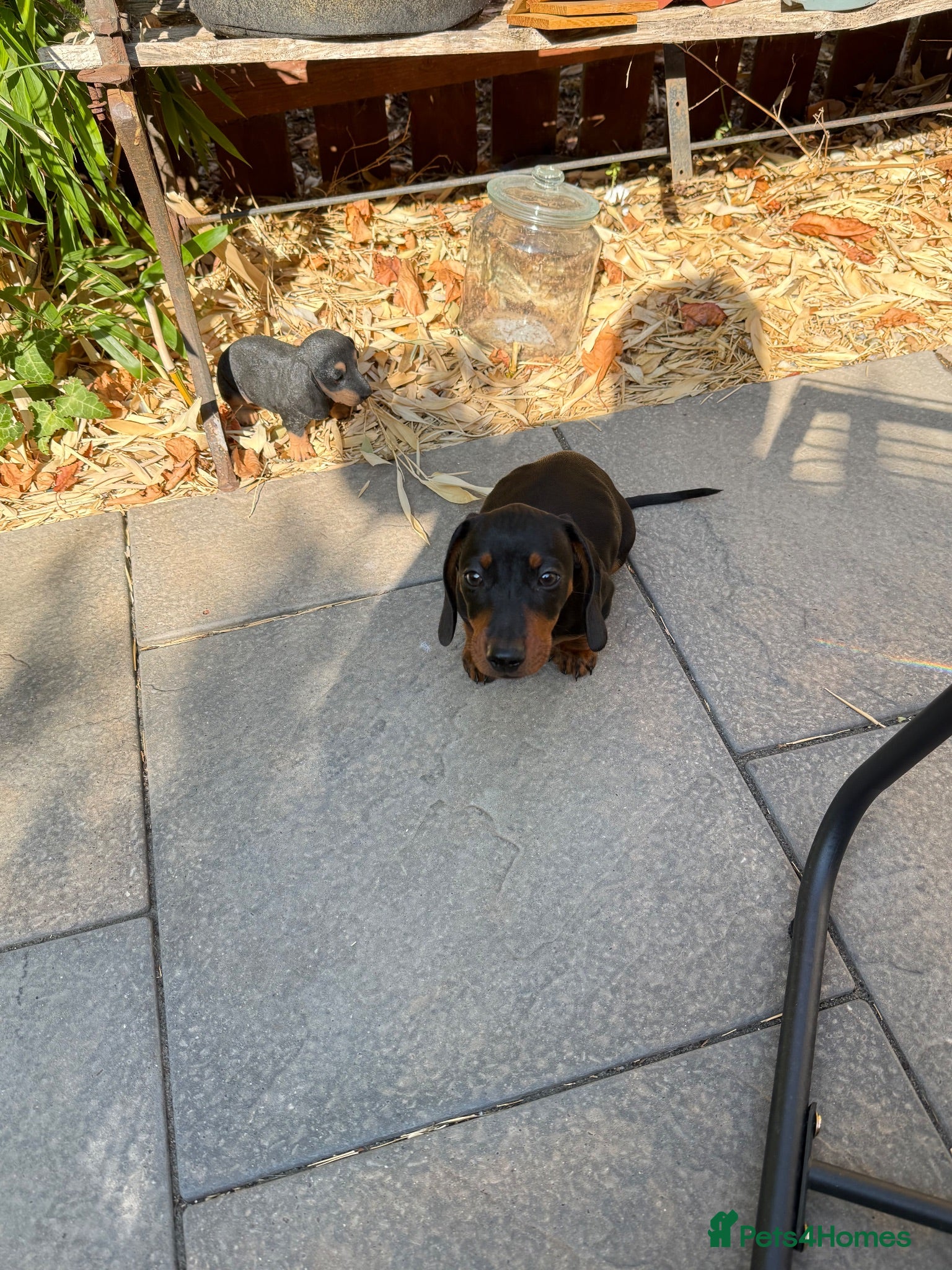 Miniature Dachshund dogs 10 Week Old Male Dachshund - Advert 1