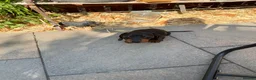 Miniature Dachshund dogs for sale: 10 Week Old Male Dachshund - Advert 1