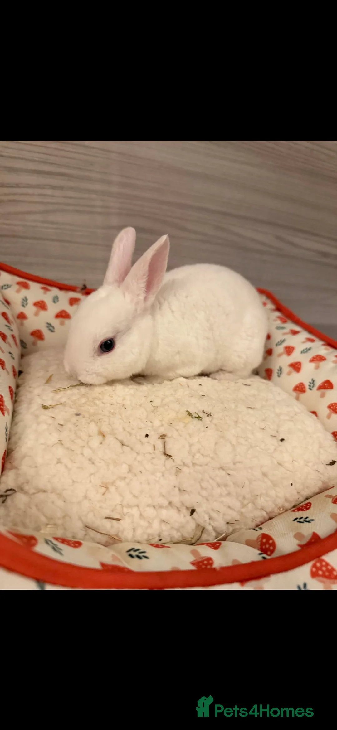 Rex rabbits for sale: rex babies for sale  - Advert 4