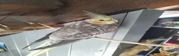 Cockatiels birds for sale: DNA sexed cockatiel hand tame and flight trained - Advert 9