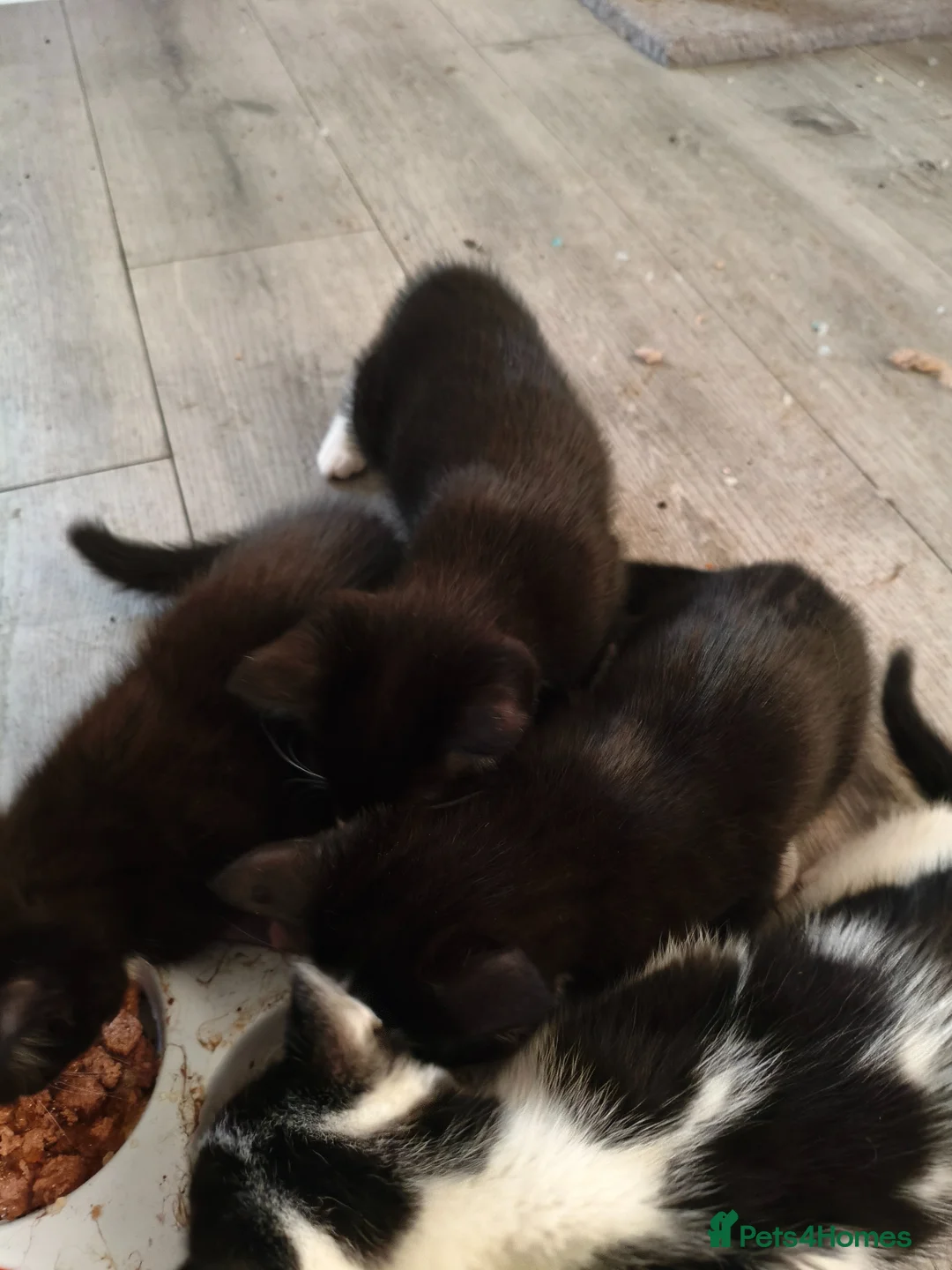 British Shorthair cats for sale: Milan in Burnley - Advert 1