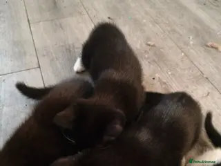 British Shorthair cats Milan - Advert 3