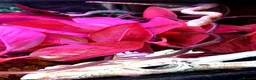 Corn Snake reptiles for sale: Corn snakes forsale 2025 corn snakes 2026 clutches - Advert 14