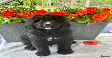 Bernedoodle dogs in Market Drayton - Advert 11