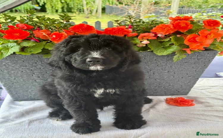 Bernedoodle dogs in Market Drayton - Advert 1
