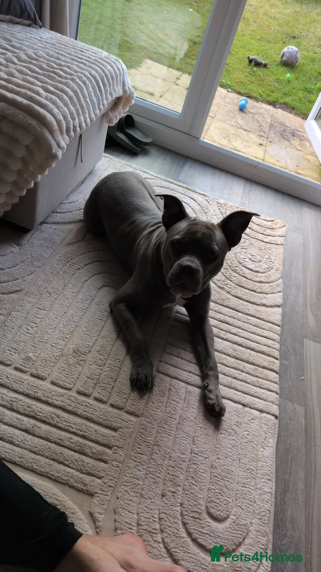 Mixed Breed dogs for stud: Chief  in Brentwood - Advert 6
