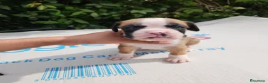 Boxer 7