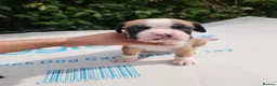 Boxer dogs for sale: Bobtail K C reg - Advert 22