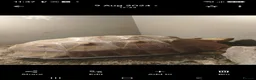 Tortoise reptiles for sale: 10 year old Sulcata tortoise  in Great Yarmouth - Advert 2