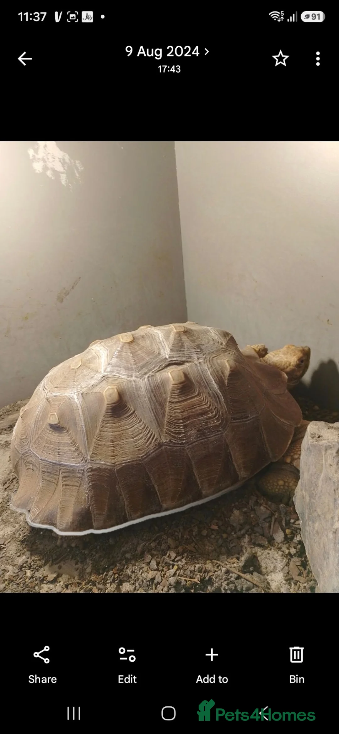 Tortoise reptiles for sale: 10 year old Sulcata tortoise  in Great Yarmouth - Advert 2