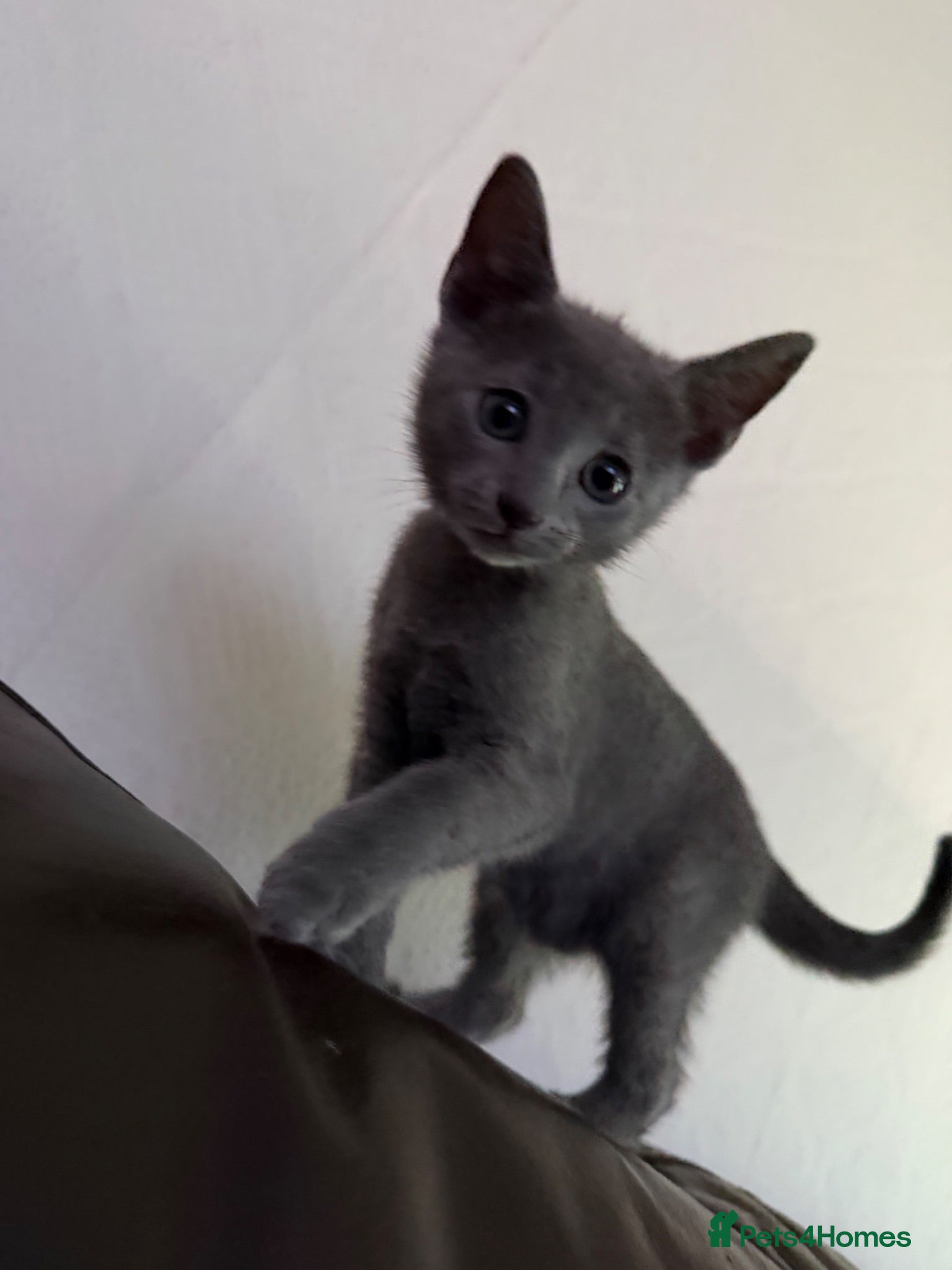 Russian Blue cats TICA registered pure breed Russian Blue - Advert 11