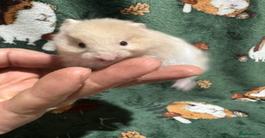 Hamster rodents - Advert 14
