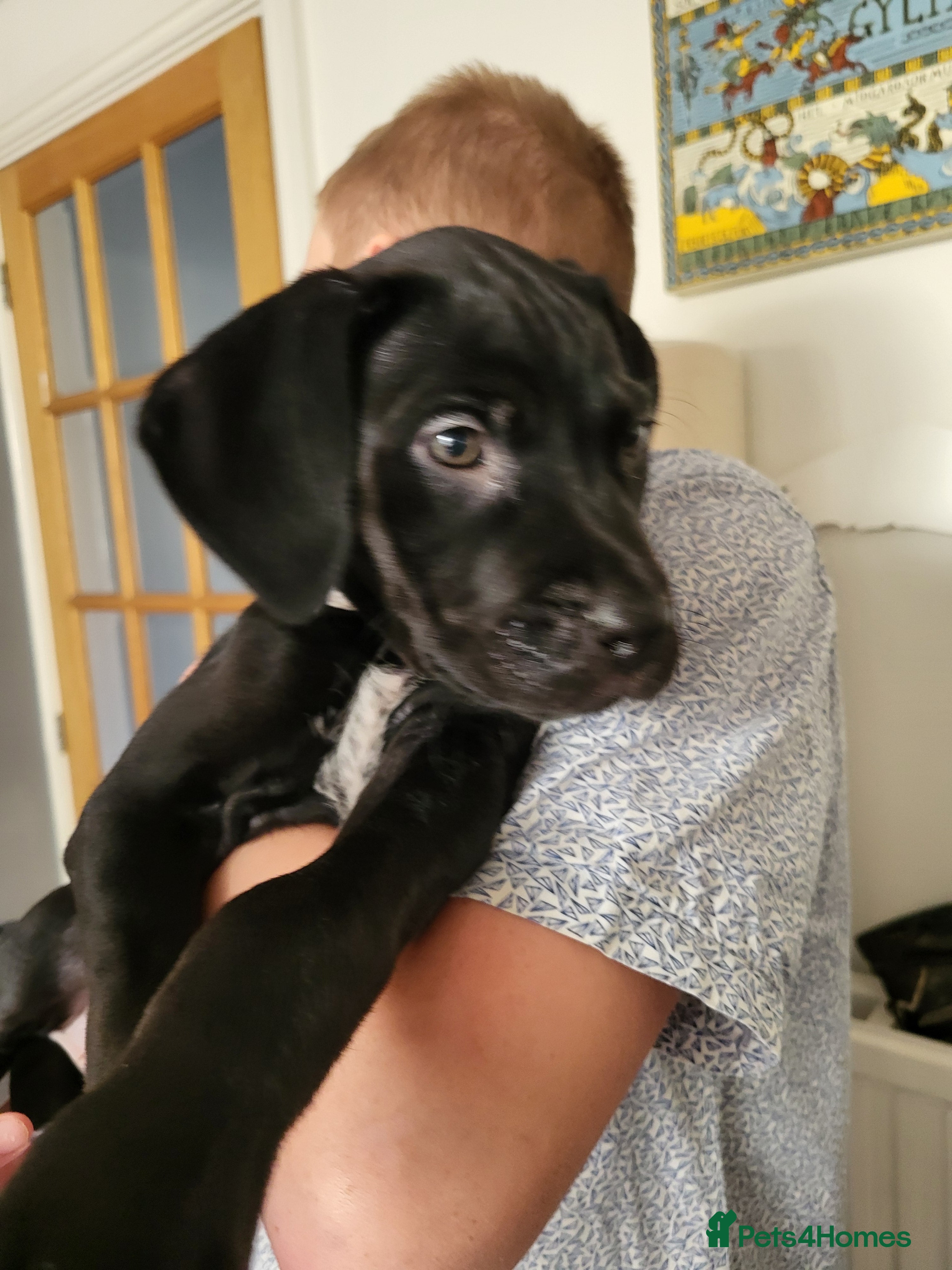 Mixed Breed dogs Alaunt (Alano) - Advert 19