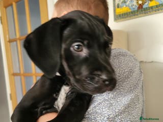 Mixed Breed dogs Alaunt (Alano) - Advert 19