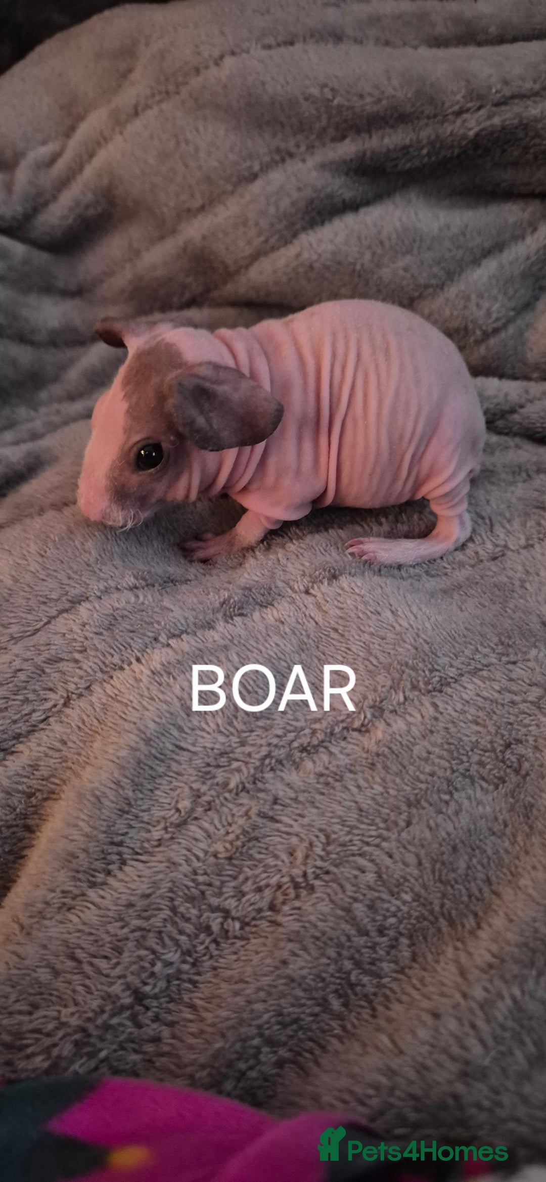 Guinea Pig rodents for sale: Skinny Pigs - Advert 4