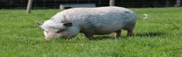 Pig livestock for sale: Pet pigs to good home  - Advert 1