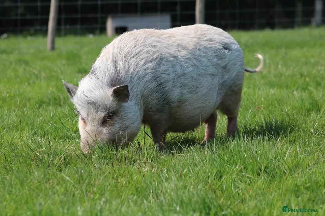 Pig livestock for sale: Pet pigs to good home  - Advert 1