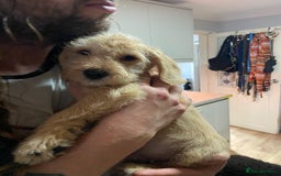 Mixed Breed dogs for sale: Schnoodle cockerpoo schnauzer  - Image 1