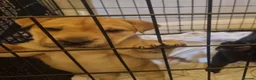 Mixed Breed dogs for sale: Sharpei x staffy in Doncaster - Advert 1