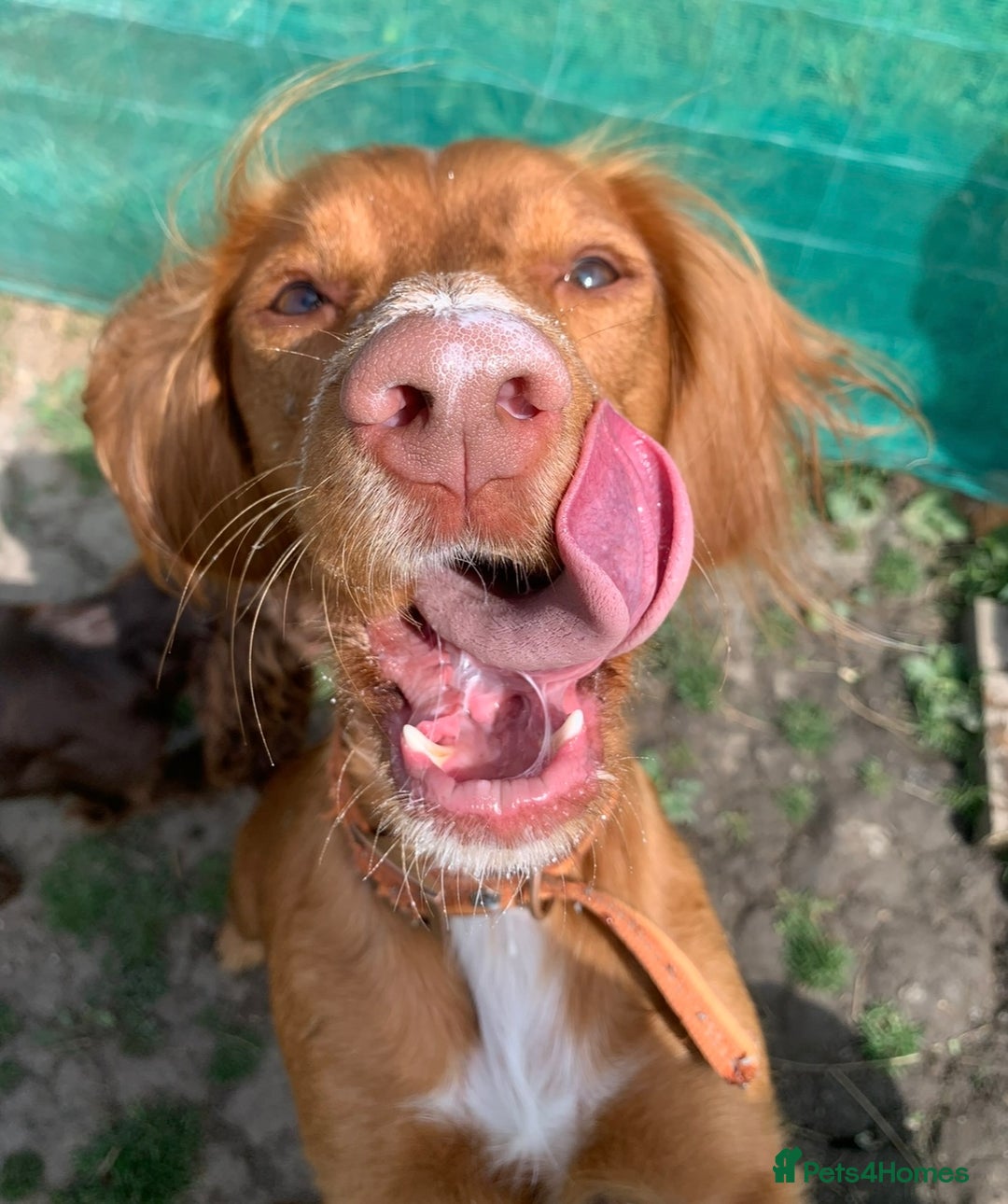 Cocker Spaniel dogs for sale: Stunning Red Cocker Spaniel Due  - Image 3