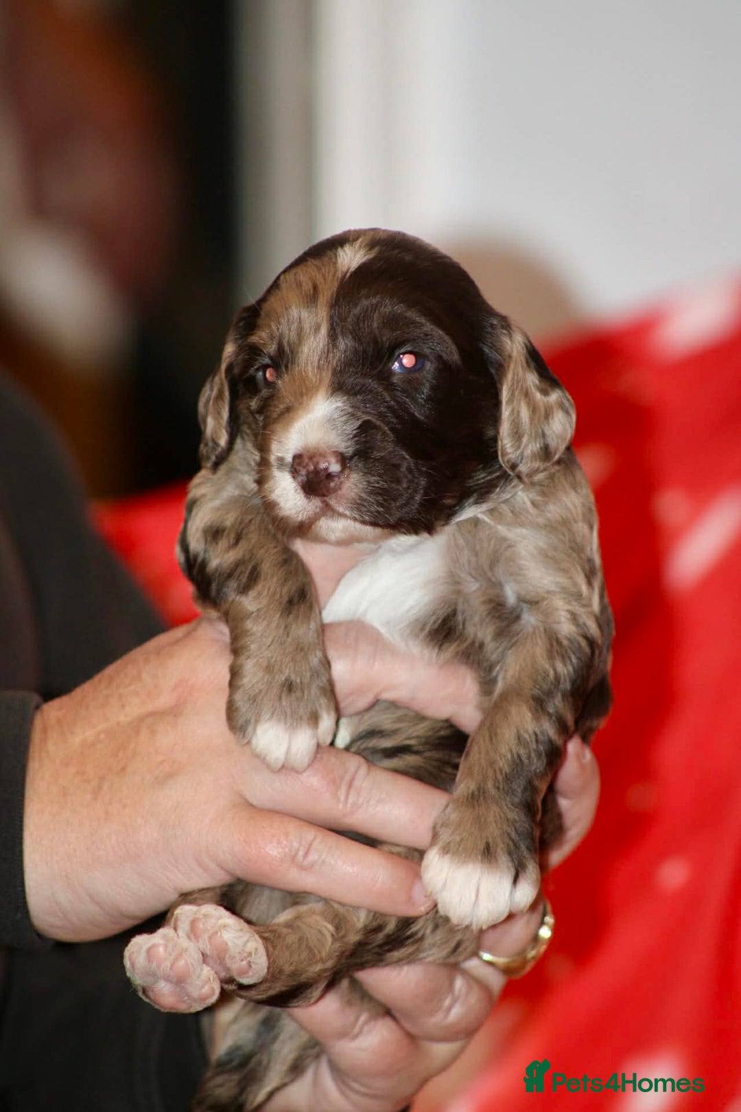 Cockapoo dogs for sale: Cockapoo puppies  - Advert 6