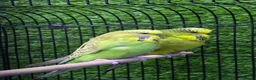 Conures birds for sale: Young Green Ringneck Parrots, Lovebirds & Budgies - Advert 8